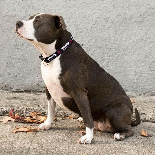 Thrasher - 8"-11" Dog Collar.